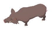 Female Scrofa