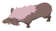 Scrofa