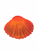 Fancy Scallop