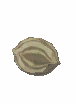 Basic Fertile Seed