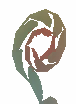 Perfect Fiddlehead