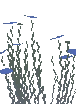 Fine Wispweave Plant