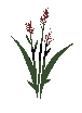 Fine Tropical Rice Seedling