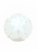 Large Sanddollar