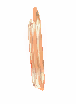Peach Tree Seed