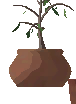 Potted Beech Sapling