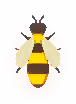 Queen Bee