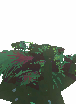 Seaweed