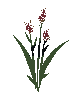 Wild Grain