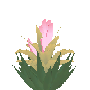 Aloe