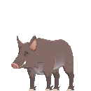 Female Scrofa