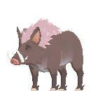 Male Scrofa