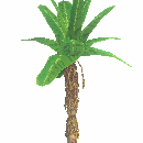 Banana Tree