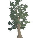 Mature Beech Tree