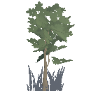 Beech Sapling