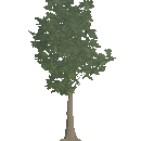 Young Beech Tree