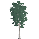 Fully Grown Birch Tree