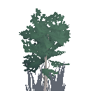 Birch Sapling