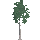 Young Birch Tree