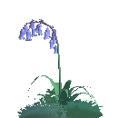 Bluebell