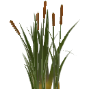 Bullrushes