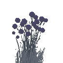 Blackberry Bush
