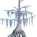 Mature Cypress Tree