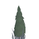 Planted Cypress Sapling