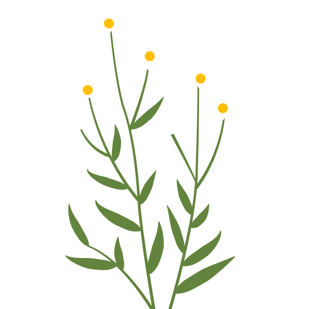 Daisy