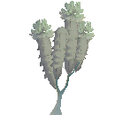 Fully Grown Dendro Tree