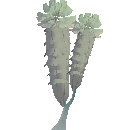 Dendro Tree