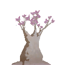 Desert Rose
