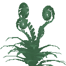 Ferns