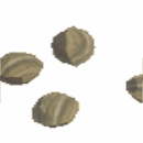 Basic Fertile Tree Seed