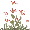 Fireweed