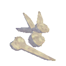 Fossils