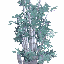 Bamboo