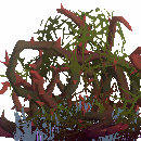 Brambles
