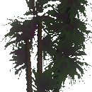 Palmetto