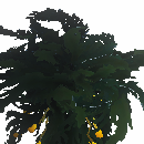 Seaweed