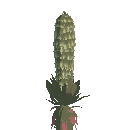 Ghost Succulent