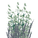Ghost Thyme