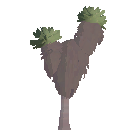 Giant Groundsel Plant