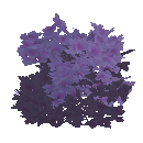 Heather