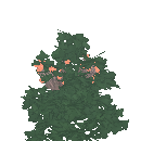 Honeyberry Bush