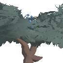 Juniper Berry Bush