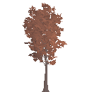 Gnarled Maple Tree
