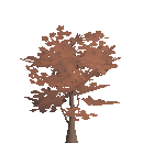 Maple Sapling