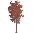 Young Maple Tree
