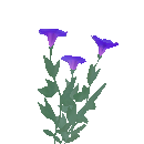 Morning Glory